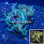 Sinularia Leather Coral Vietnam (click for more detail)