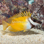 Foxface Lo (click for more detail)
