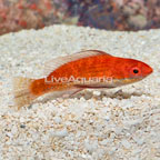 Longfin Fairy Wrasse (click for more detail)