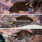 Regal Damselfish, Trio (click for more detail)