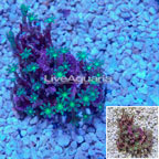 Glove Polyp Coral Indonesia (click for more detail)