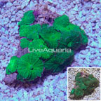 Rhodactis Mushroom Rock Indonesia (click for more detail)