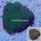 Green Starburst Polyps Indonesia (click for more detail)