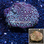 Dipsastrea Brain Coral Vietnam (Blemish) (click for more detail)