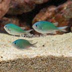 Green Reef Chromis, Trio (click for more detail)