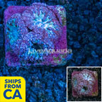 LiveAquaria® Cultured Blastomussa Coral (click for more detail)