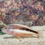 Freckled Hawkfish  (click for more detail)