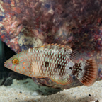 Tripletail Wrasse (click for more detail)