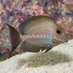 Orange Stripe Bristletooth Tang  (click for more detail)