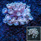 Goniopora Coral Vietnam (click for more detail)