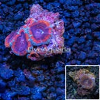 Acan Lord Coral Vietnam (click for more detail)