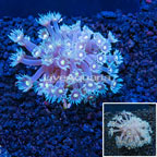 Goniopora Coral Vietnam (click for more detail)