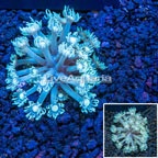 Goniopora Coral Vietnam (click for more detail)