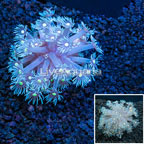 Goniopora Coral Vietnam (click for more detail)