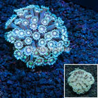 Goniopora Coral Vietnam (click for more detail)