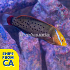 Formosa Wrasse (click for more detail)