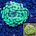LiveAquaria® Cultured Hammer Coral  (click for more detail)