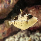 Yellowmargin Triggerfish (click for more detail)