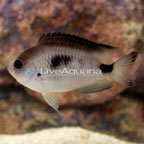 Corazon's Damselfish  (click for more detail)