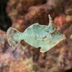 Bristletail Filefish  (click for more detail)