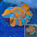 Meat CoralAustralia (click for more detail)