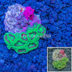 Acan Lord Coral Vietnam (click for more detail)