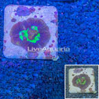 Pectinia Coral Australia (click for more detail)