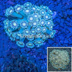 Flowerpot Coral Vietnam (click for more detail)