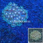 Goniopora Coral Vietnam (click for more detail)
