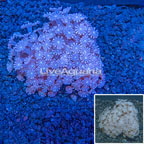 Alveopora Coral Australia (click for more detail)