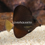 Gem Tang (click for more detail)