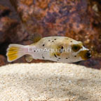 Dogface Puffer (click for more detail)