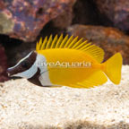 Foxface Lo (click for more detail)