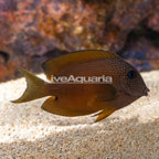 Two Spot Bristletooth Tang (click for more detail)