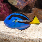 Blue Tang (click for more detail)