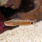 Tail Spot Blenny (click for more detail)
