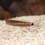 Tail Spot Blenny (click for more detail)