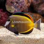 Powder Brown Tang (click for more detail)