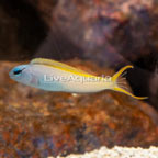 Forktail Blenny (click for more detail)