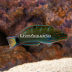 Lunare Lyretail Wrasse (click for more detail)