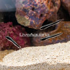 Engineer Goby (Trio) (click for more detail)