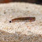 Tail Spot Blenny (click for more detail)