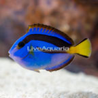 Yellow Belly Blue Tang (click for more detail)