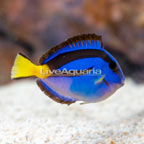 Yellow Belly Blue Tang (click for more detail)