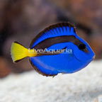 Yellow Belly Blue Tang (click for more detail)