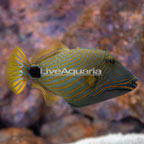 Undulated Triggerfish (click for more detail)