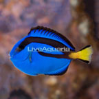 Blue Tang (click for more detail)