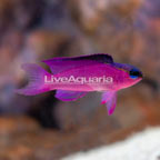 Caribbean Black Cap Basslet (click for more detail)