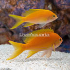 Squareback Anthias, Female (Pair) (click for more detail)