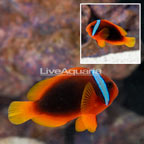 Cinnamon Clownfish (click for more detail)